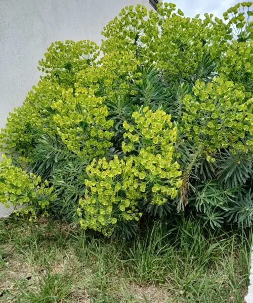 EUPHORBE Characias Wulfenii (Euphorbia Characias Wulfenii )