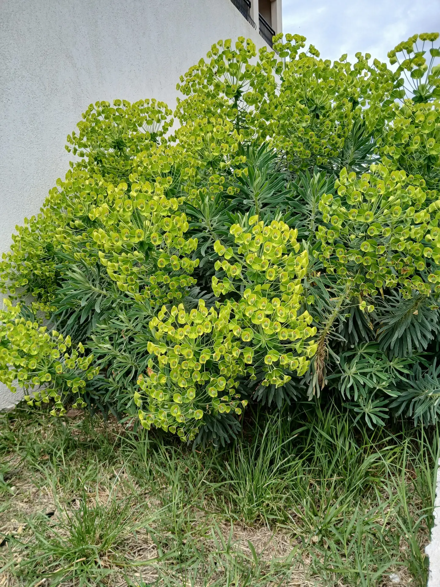 EUPHORBE Characias Wulfenii (Euphorbia Characias Wulfenii )