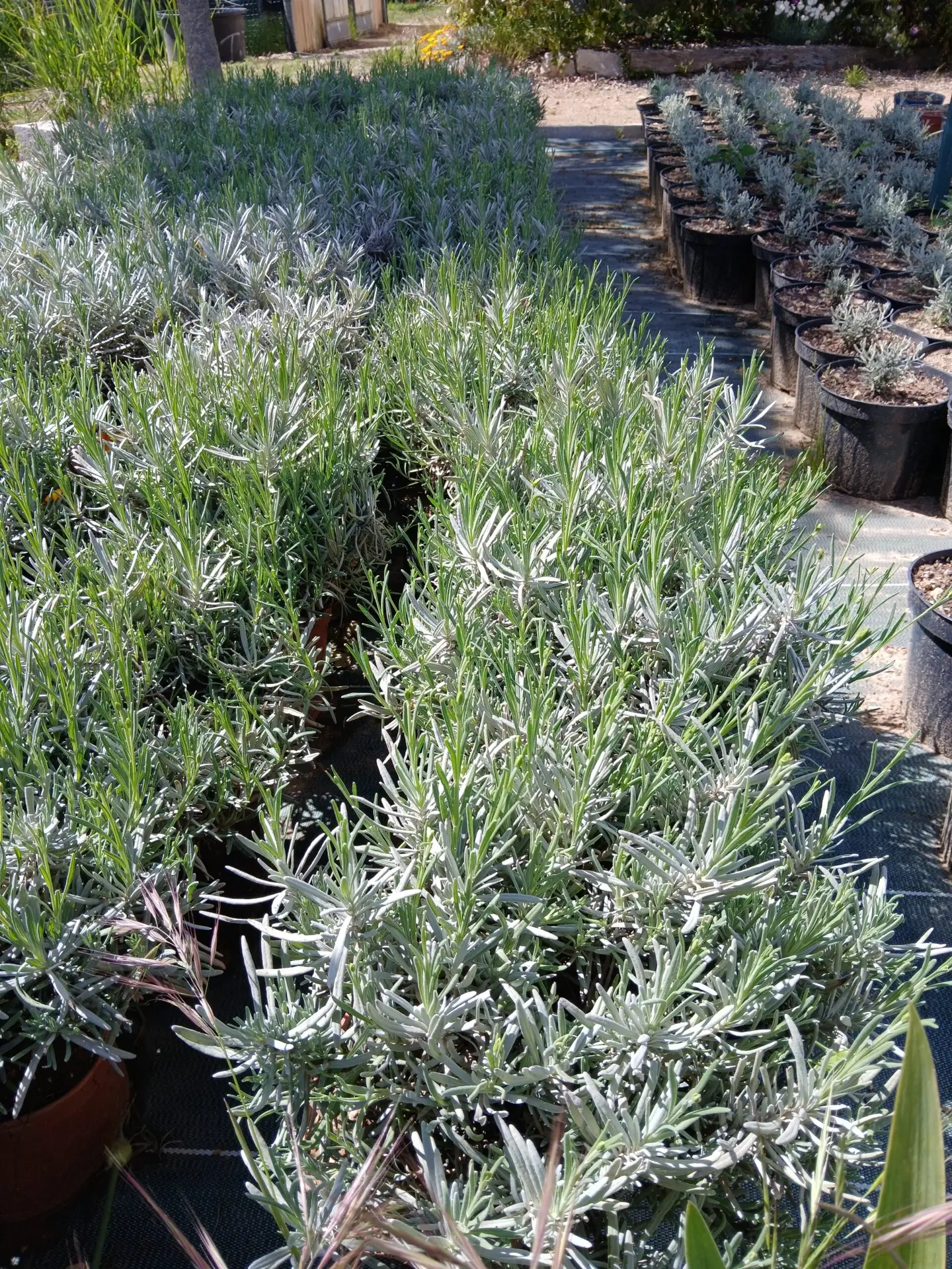 LAVANDE Grosso (Lavandula Intermedia Grosso) – Image 2