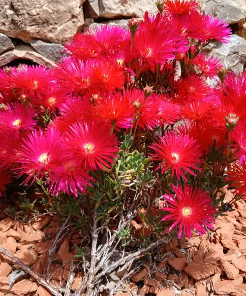 FICOÏDE fleurs rouges