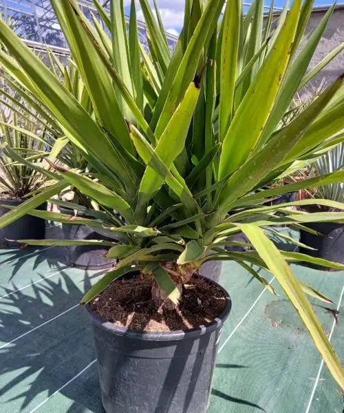 YUCCA Elephantipes