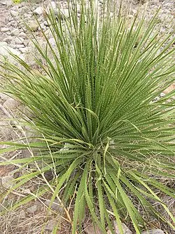 DASYLIRION Leiophyllum
