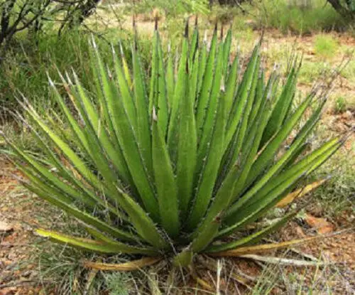 AGAVE Lechuguilla