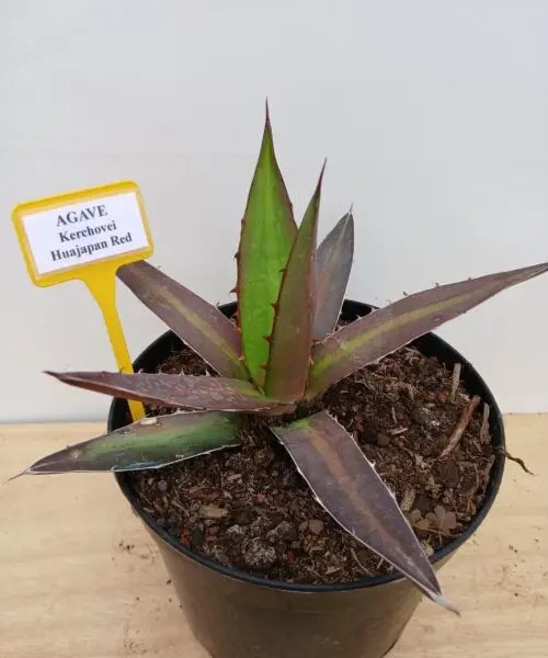 AGAVE Kerchovei Huajuapan