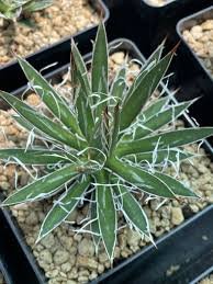 AGAVE Schidigera White stripe