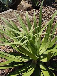 AGAVE Bracteosa Calamar