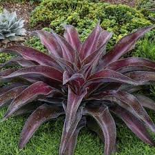 AGAVE Manfredii Purple Passion