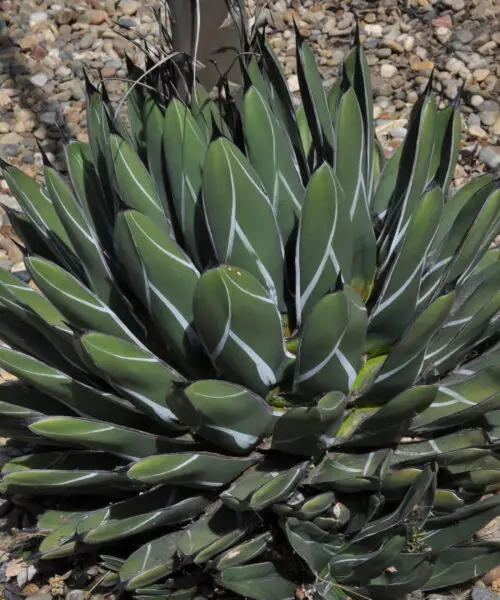 AGAVE Nikelsiae