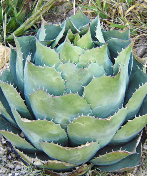AGAVE Parrasana Globe