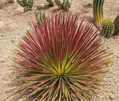 AGAVE Stricta Rubra