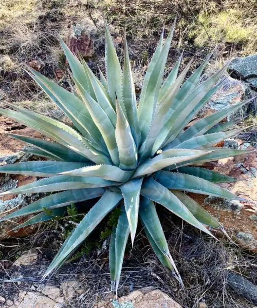 AGAVE Chrysantha