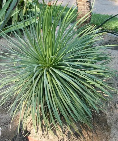AGAVE Stricta