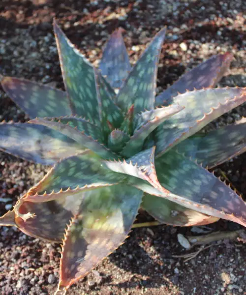 ALOE Maculata