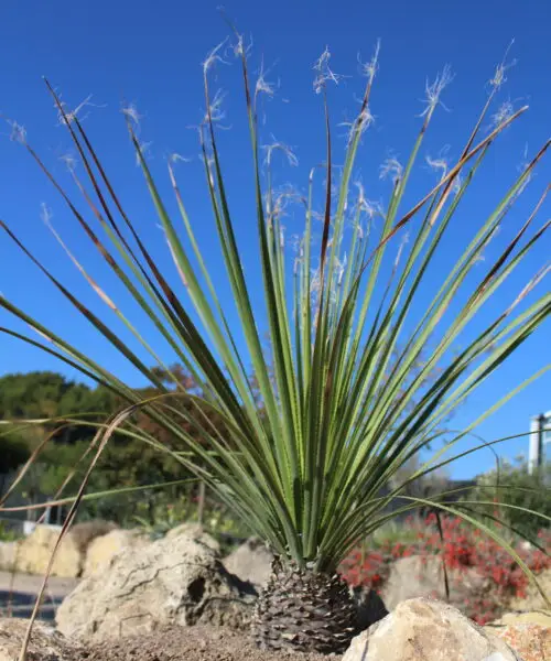 DASYLIRION Serratifolium