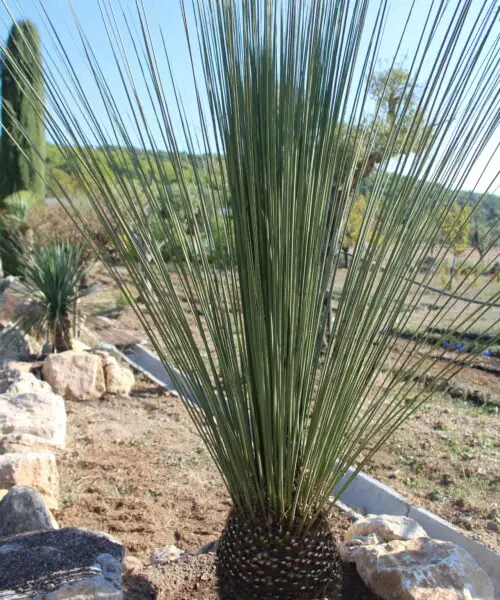 DASYLIRION Longissimum