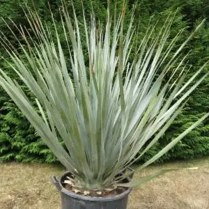 DASYLIRION Berlandieri Blue Giant