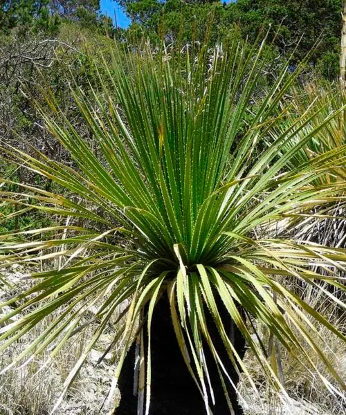 DASYLIRION Lucidum