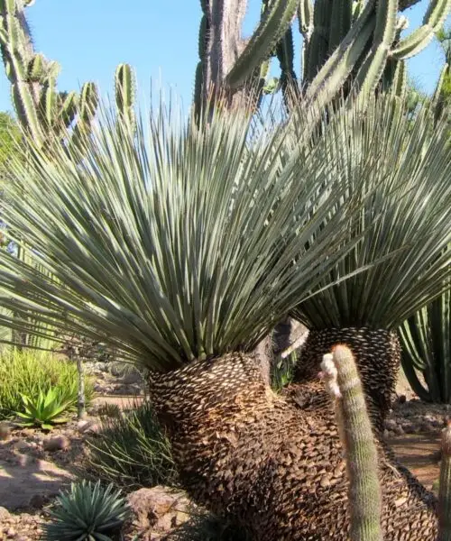 DASYLIRION Miquihuanensis