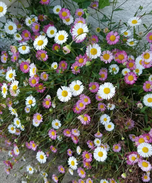 ERIGERON Karvinskianus