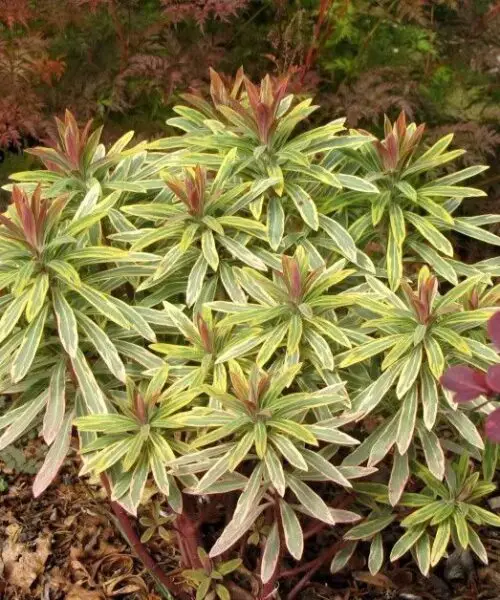 EUPHORBE Ascot Rainbow ( Euphorbia Ascot Rainbow)
