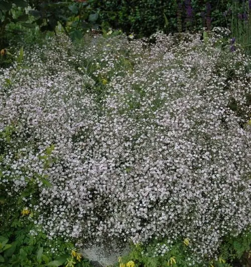 GYPSOPHILA Paniculata Schneefloke