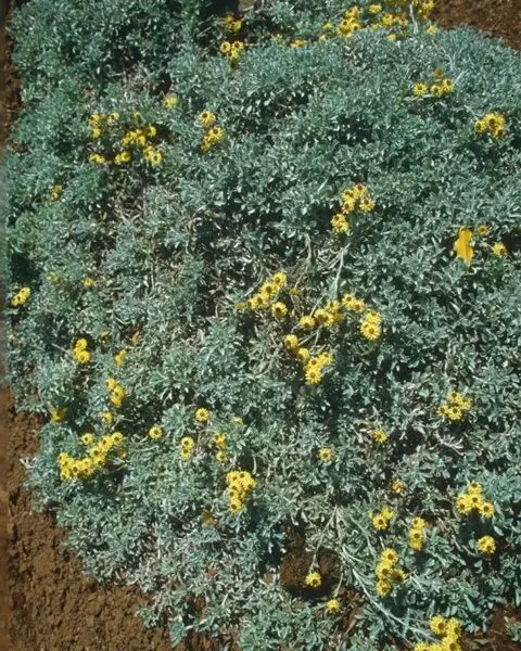HELICHRYSE Argyrophyllum (Helichrysum Argyrophyllum )
