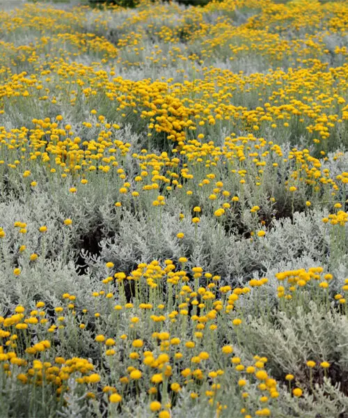 HELICHRYSE Italienne (Hélichrysum Italicum)