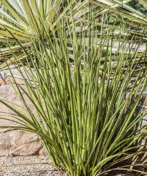 HESPERALOE Funifera Blanc