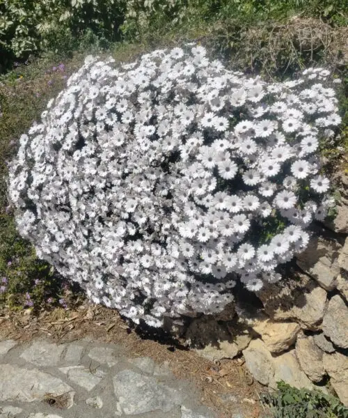 DIMORPHOTECA Caulescens Blanc rampant