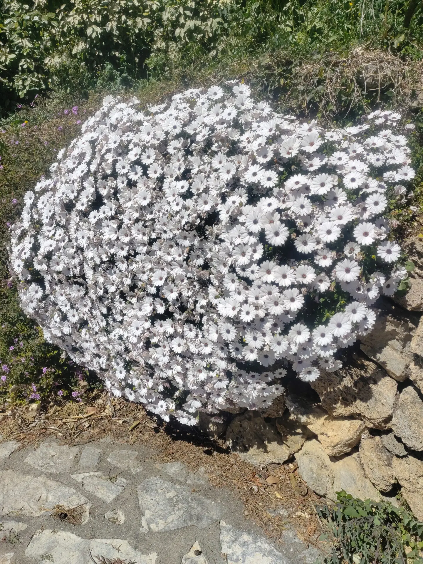 DIMORPHOTECA Caulescens Blanc rampant