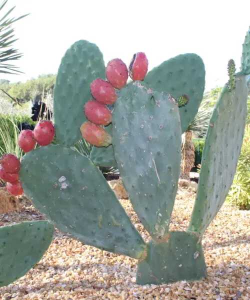 OPUNTIA Ficus Indica (fleur jaune)