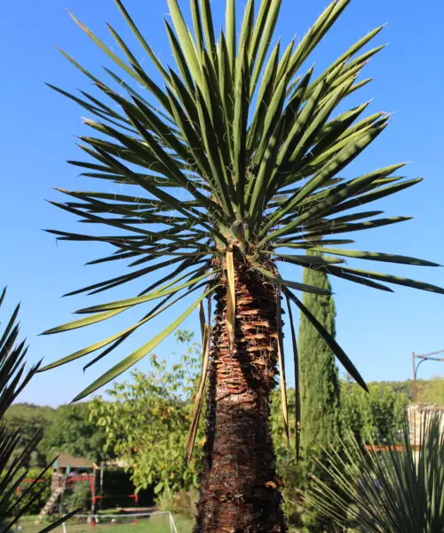 YUCCA Filiféra