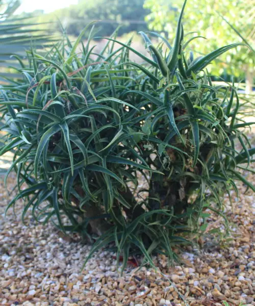 ALOE Striatula