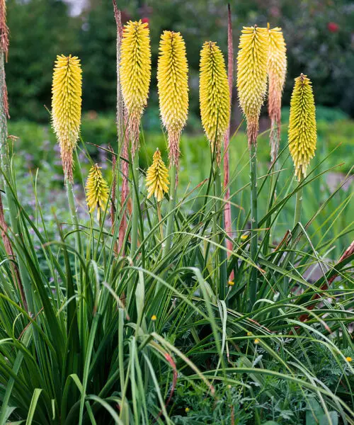 KNIPHOFIA Citrina