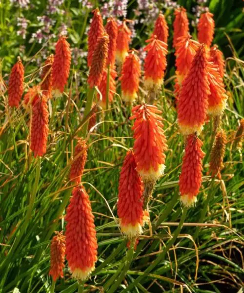 KNIPHOFIA Uvaria Grandiflora mix