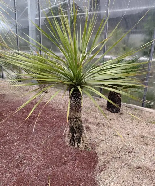 NOLINA Durangensis