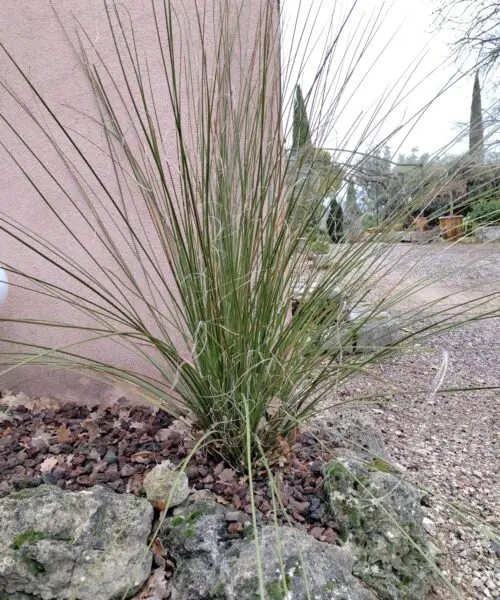 NOLINA Microcarpa