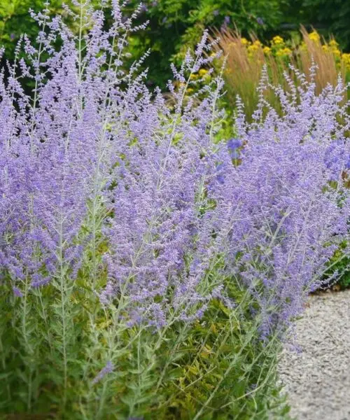 PEROVSKIA Atriplicifolia Blue Spire
