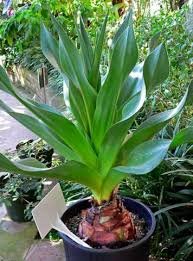 SCILLE Maritime (Scilla ou Drimia Maritima)