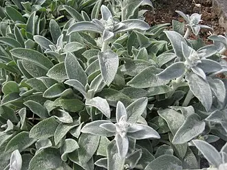STACHYS Byzantina