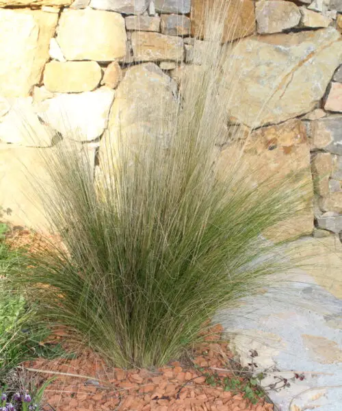 STIPA Tenuifolia