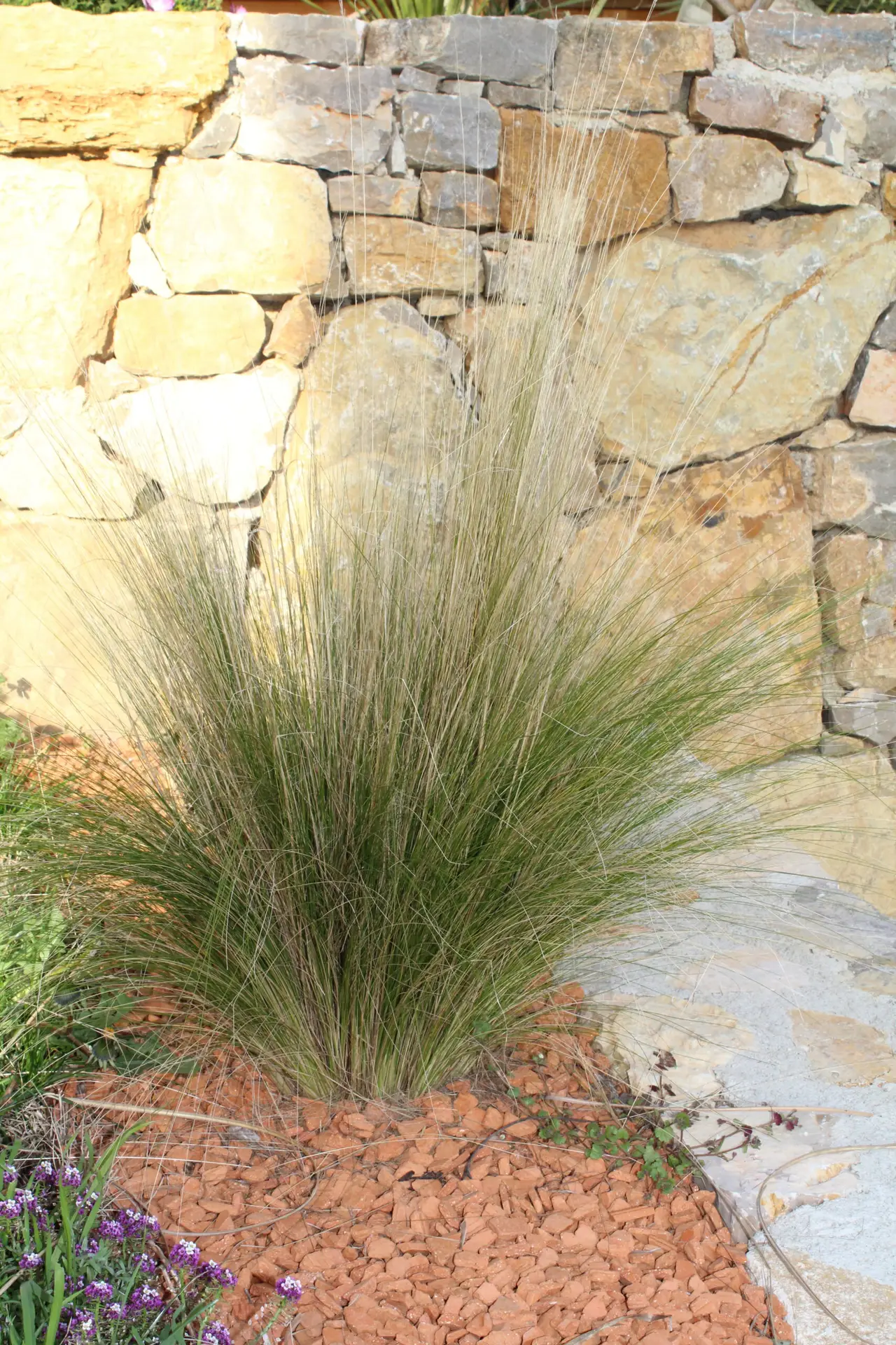 STIPA Tenuifolia