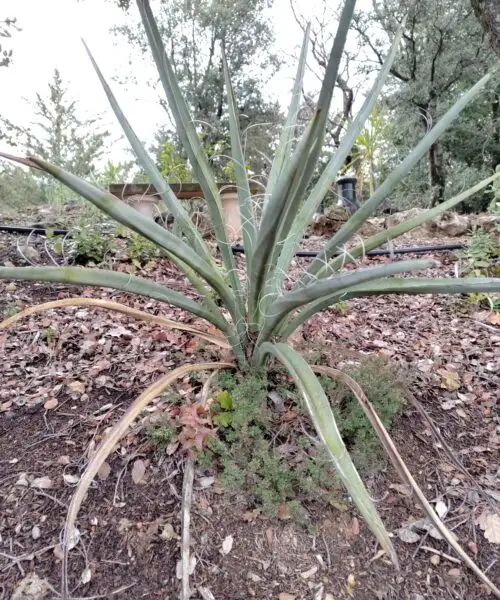 YUCCA Baccata
