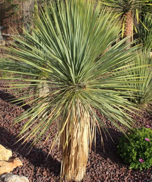 YUCCA Rostrata