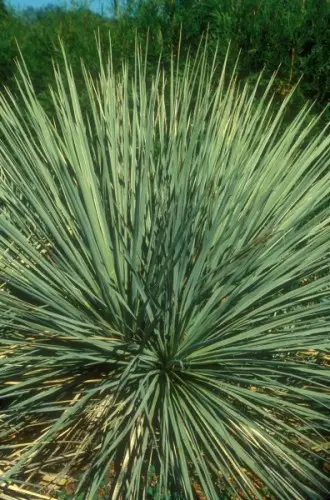 YUCCA Glauca