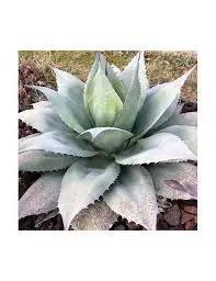 AGAVE Ovatifolia