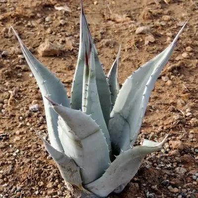 AGAVE Deserti Deserti