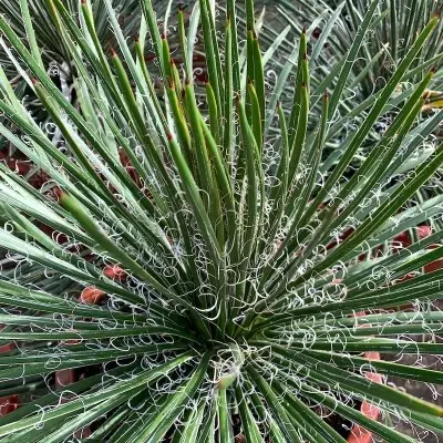 AGAVE Germiniflora