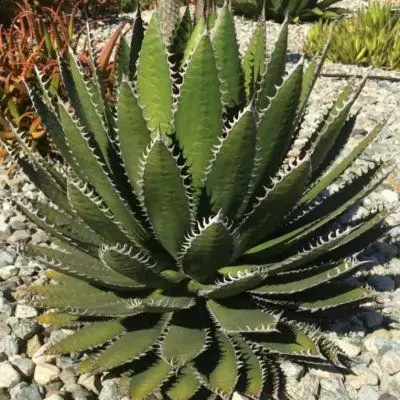 AGAVE Horrida Horrida