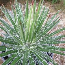 AGAVE Multifiliféra